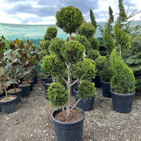 Četinari i zimzeleno