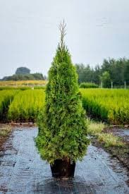 Tuja - zimzelene sadnice